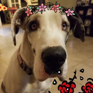 Meet your Posher, Jean